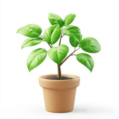 Delicate Baby Plant with Soft Curved Leaves, Growing in a Simple Pot, Bright and Healthy, Isolated on White Background