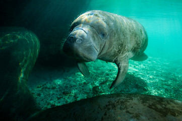 West Indian manatee, is a large, slow-moving marine mammal
