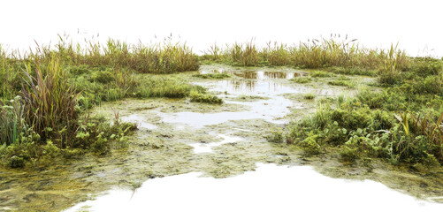 PNG Vegetation nature swamp water.