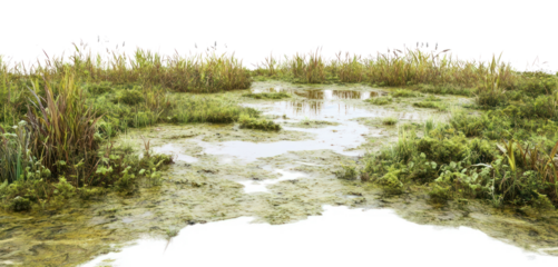 PNG Vegetation nature swamp water.