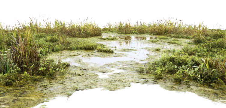 PNG Vegetation nature swamp water.