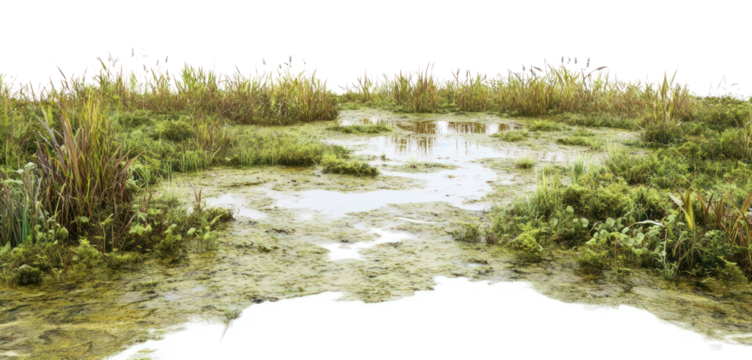 PNG Vegetation nature swamp water.