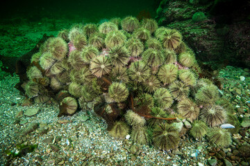 Green sea urchin underwater in the St. Lawrence River in Canada