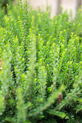 Vibrant green plants in a garden