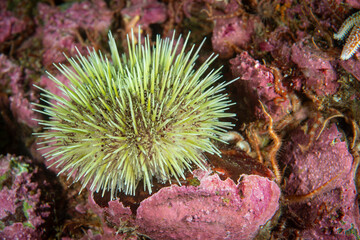 Green sea urchin underwater in the St. Lawrence River in Canada