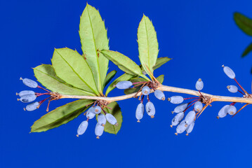 Barberry twig with pitted fruits against the sky in the garden in autumn