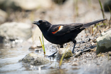 A male red winged blackbird foraging for food along the shores of the St. Lawrence River.