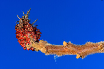 Sumac - Rhus typhina, Anacardiaceae, tip of a branch with wintering buds against a blue sky, Ukraine