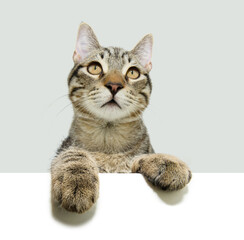 Close-up European kitten cat peeking over a white blank hanging its paws over. Isolated on grey background