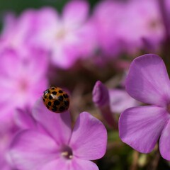 Fototapeta premium A close-up photograph of a vibrant ladybug with black spots perched on a delicate pink phlox flower, creating a beautiful scene of nature's harmony
