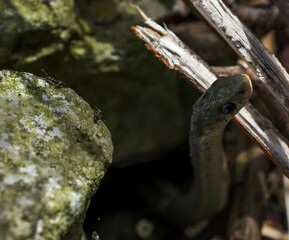 A close-up photograph of a snake with striking blue eyes peering out from a rocky crevice, with a few ants scurrying nearby, creating a sense of intrigue and interaction in nature