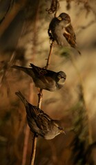 A close-up photograph of three sparrows perched on a thin branch, their heads tilted in unison, creating a charming and curious scene