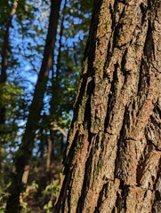 A close-up photograph of a textured tree trunk bathed in warm sunlight, showcasing the intricate patterns and details of the bark