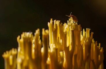 A close-up photograph of a small beetle exploring a vibrant yellow coral fungus, creating a captivating scene of nature's intricate details