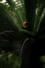 A close-up photograph of a lush tropical palm tree with long, dark green fronds. A vibrant red flower adds a splash of color amidst the dense foliage, creating a captivating natural scene
