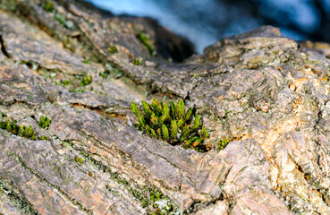 Tufts of green moss on the bark of an old oak tree, cracked tree bark