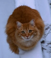 A close-up photograph of a fluffy orange cat sitting in the snow, looking directly at the camera with a curious expression