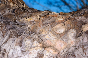 Peeling scale-like thin layers on pine bark, tree growth