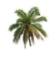 Coconut Palm Tree, Isolated on Transparent Background, PNG, cutout