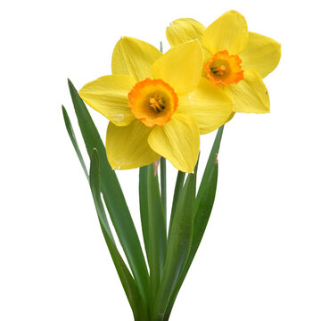 recommend clip art: Wild Daffodil - Springtime Flower - Isolated Spring Flowers 