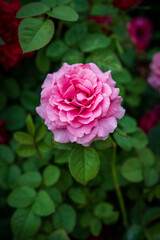 Rosa 'Mary Rose' is a pink rose with multiple petals.