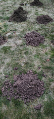 heaps of garden soil dug up by moles in a vegetable garden at a summer cottage. High quality photo