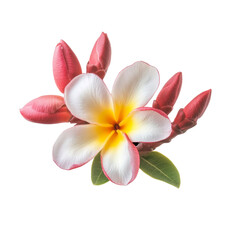 Frangipani Flower, cutout,png