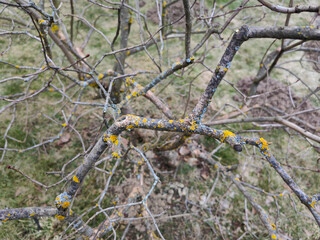 the tree is sick, yellow moss on the tree trunk. High quality photo