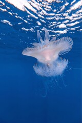 A beautiful jellyfish with delicate, frilled tentacles floats gracefully in the blue ocean.