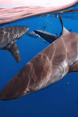 A group of sharks swims together in clear blue water, their silhouettes visible against the surface.