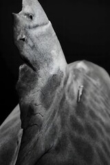 Rough and Rugged: A Shark Fin's Texture