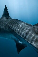 A close-up of a tiger shark's striped back and dorsal fin swimming underwater.
