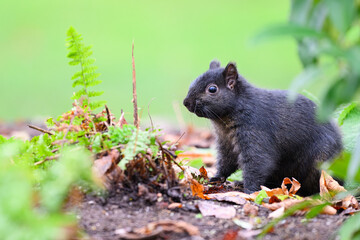 Black melanism variant of eastern gray squirrel in natural environment