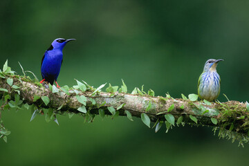 Male Red-legged Honeycreeper (Cyanerpes cyaneus) and Female Shining Honeycreeper (Cyanerpes lucidus) on a branch, Costa Rica