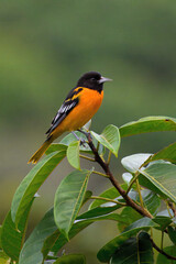 Male Baltimore Oriole (Icterus galbula) on a branch, Costa Rica