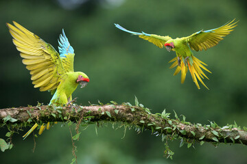 Two Great Green Macaws or Grand Military Macaws (Ara ambiguus) flying and landing on a branch, Costa Rica