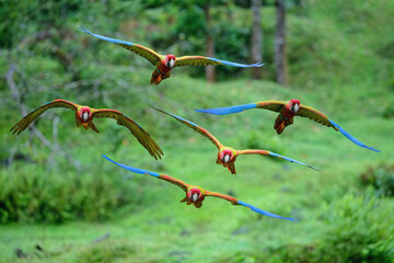 Flock of Flying Great Green Macaws or Great Military Macaws (Ara ambiguous), Costa Rica © Gabrielle