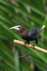 Male Chestnut-headed Oropendola (Psarocolius wagleri) perched on a branch, Costa Rica