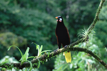 Montezuma Oropendola (Psarocolius Montezuma) perched on a branch, Costa Rica