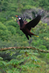 Montezuma Oropendola (Psarocolius Montezuma) taking off, Costa Rica