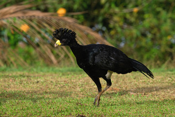 Male Great Curassow (Crax rubra) walking on grass, Costa Rica