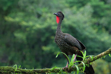 Crested Guan (Penelope purpurascens) perched on a branch, Costa Rica