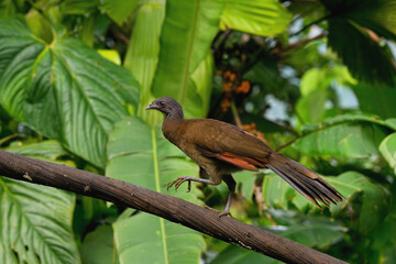 Grey-headed Chachalaca (Ortalis cinereiceps) walking on a branch, Costa Rica