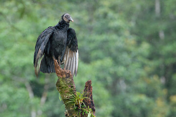 Black Vulture (Coragyps atratus) perched on a dead tree, Costa Rica