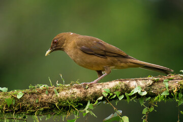 Clay-colored Thrush (Turdus grayi), Costa Rica
