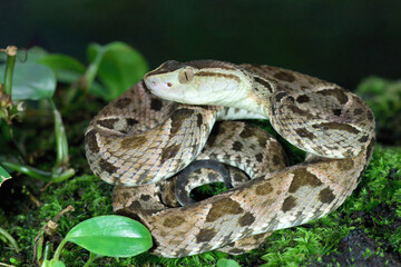 Fer de Lance (Bothrops lanceolatus) laying on moss, Costa Rica