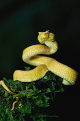Highland Eyelash pitviper (Bothriechis schlegelii) rolled up around a tree covered with mosses, Costa Rica
