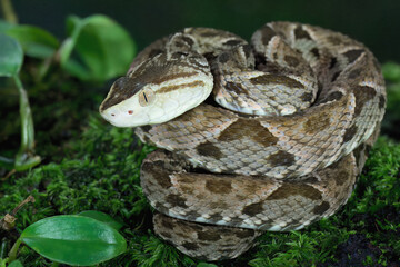 Fer de Lance (Bothrops lanceolatus) laying on moss, Costa Rica
