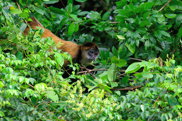 Mantled Howler Monkey (Alouatta palliata) eating tree leaves, Costa Rica