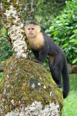 Naklejka premium Panamanian white-faced capuchin (Cebus imitator), Costa Rica
